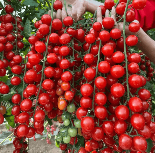 Waterfall Tomato Seeds (300 gms Seeds)